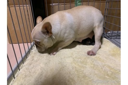 こしべちゃん1枚目