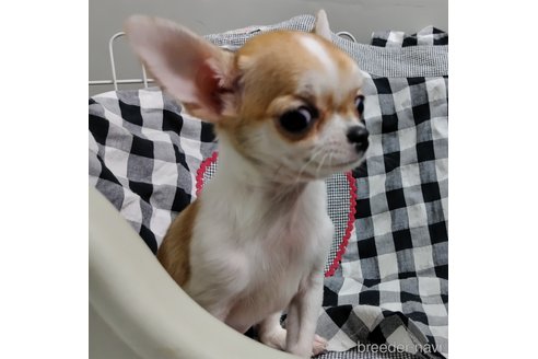 成約済の千葉県のチワワ(スムースコート)-284316の31枚目