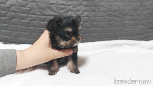 成約済の愛知県のチワプー:チワワ×トイプードル-299013の4枚目