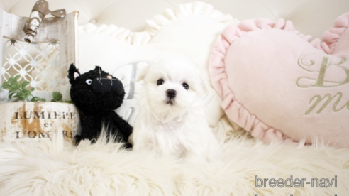 成約済の佐賀県のマルチーズ-299022