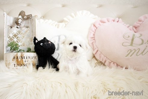 成約済の佐賀県のマルチーズ-299022の5枚目