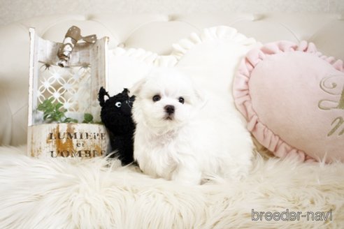 成約済の佐賀県のマルチーズ-299022の4枚目