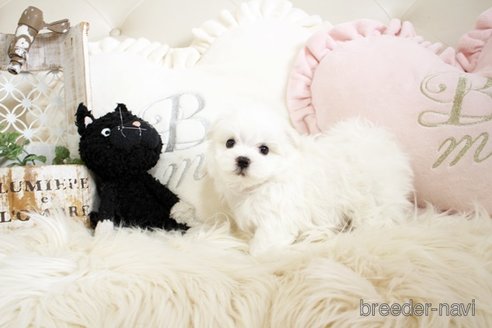 成約済の佐賀県のマルチーズ-299022の3枚目