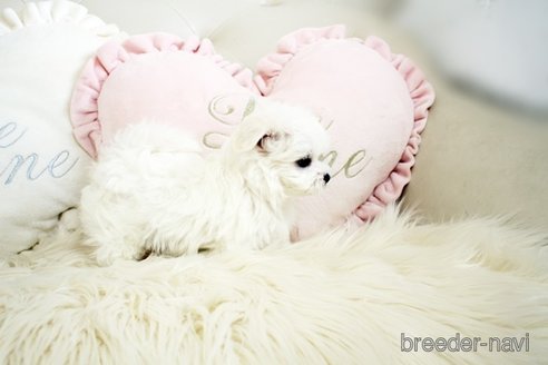 成約済の佐賀県のマルチーズ-299022の2枚目