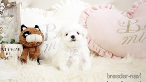 成約済の佐賀県のマルチーズ-299024の1枚目