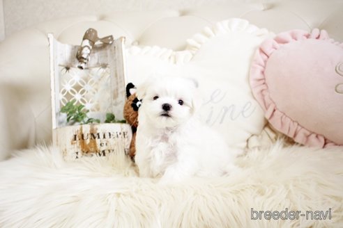 成約済の佐賀県のマルチーズ-299024の5枚目