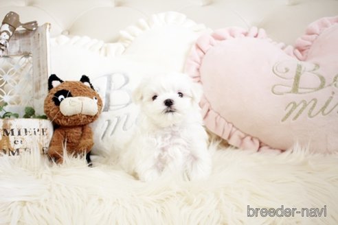 成約済の佐賀県のマルチーズ-299024の4枚目