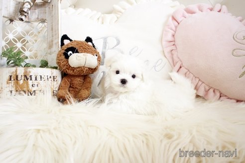 成約済の佐賀県のマルチーズ-299024の3枚目