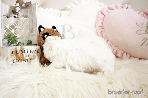 成約済の佐賀県のマルチーズ-299024の2枚目