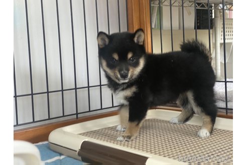 成約済の岡山県の柴犬-299042の3枚目