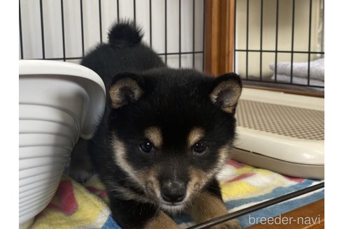 成約済の岡山県の柴犬-299042の2枚目