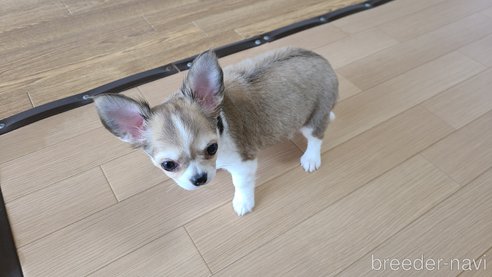 成約済の愛知県のチワワ(ロングコート)-286950の2枚目
