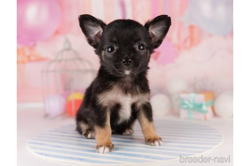 成約済の東京都のチワワ(ロングコート)-299105の3枚目