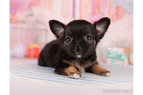 成約済の東京都のチワワ(ロングコート)-299105の4枚目