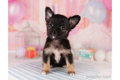 成約済の東京都のチワワ(ロングコート)-299105の5枚目