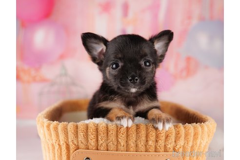 成約済の東京都のチワワ(ロングコート)-299105の1枚目