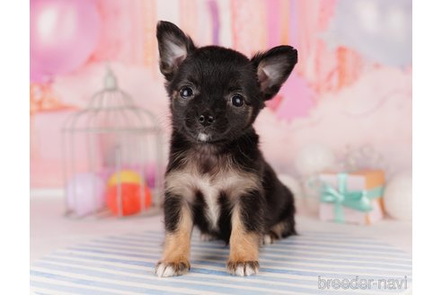 成約済の東京都のチワワ(ロングコート)-299105の6枚目