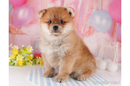 成約済の東京都のミックス犬-299108の3枚目