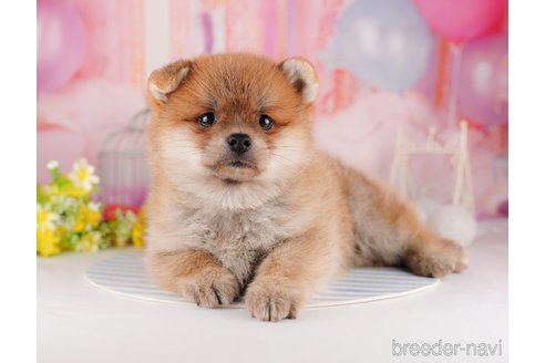 成約済の東京都のミックス犬-299108の4枚目