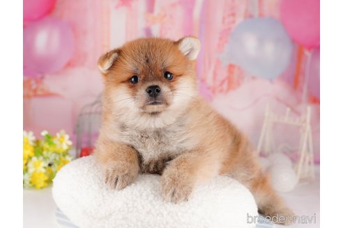 成約済の東京都のミックス犬-299108の5枚目