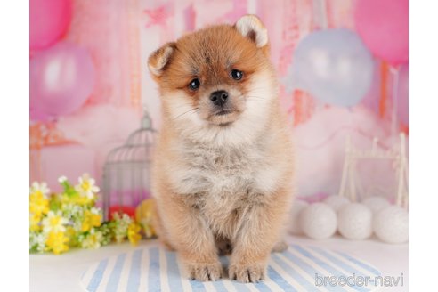 成約済の東京都のミックス犬-299108の1枚目