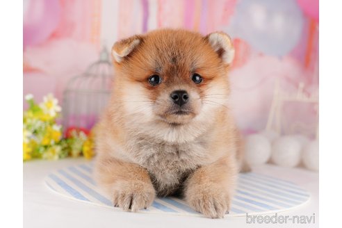 成約済の東京都のミックス犬-299108の2枚目