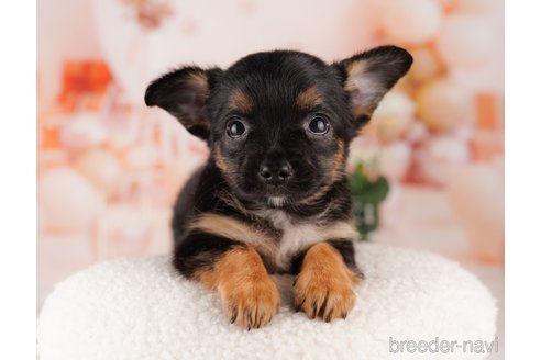 成約済の東京都のチワワ(ロングコート)-299110の3枚目