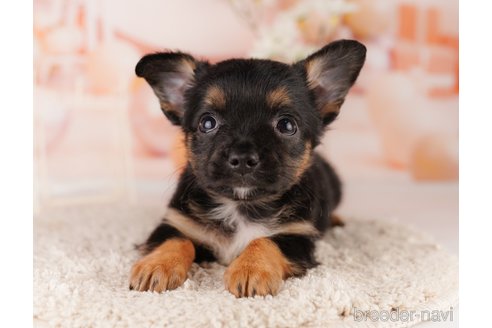 成約済の東京都のチワワ(ロングコート)-299110の6枚目