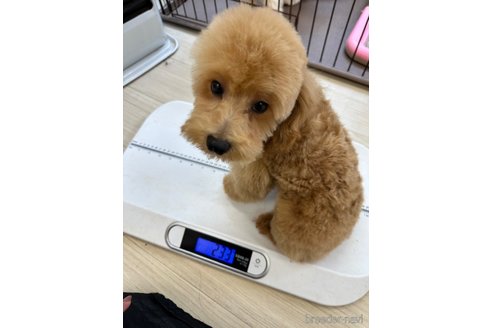 成約済の山口県のトイプードル-299153の6枚目