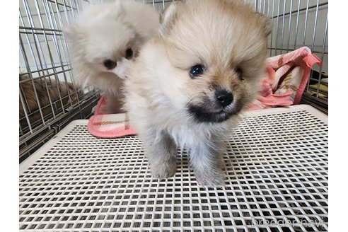 成約済の愛知県のポメラニアン-297012の6枚目