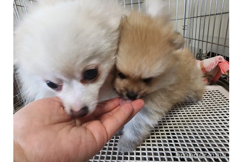 成約済の愛知県のポメラニアン-297012の5枚目