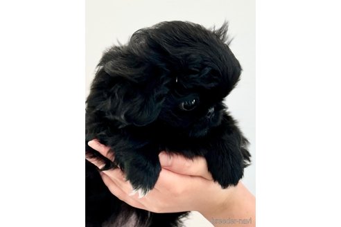 成約済の埼玉県のペキニーズ-286347の2枚目