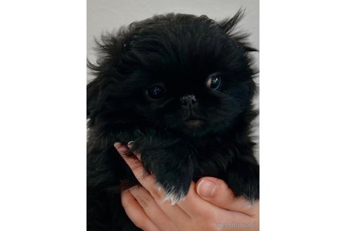 成約済の埼玉県のペキニーズ-286347の3枚目