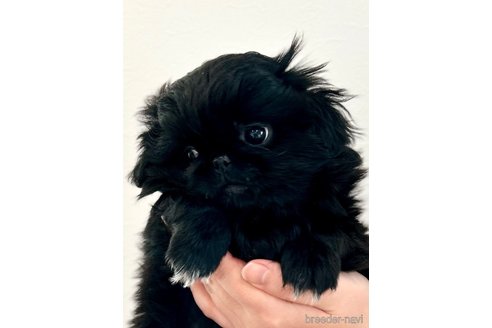 成約済の埼玉県のペキニーズ-286347の4枚目