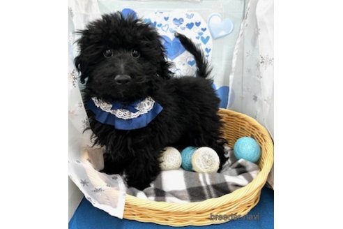 成約済の北海道のミックス犬-281827の6枚目