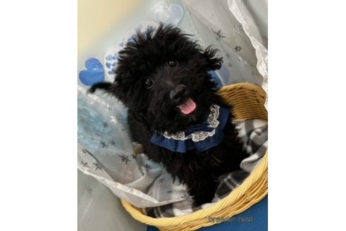 成約済の北海道のミックス犬-281827の5枚目