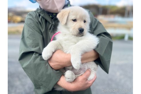 成約済の三重県のミックス犬-299239の2枚目