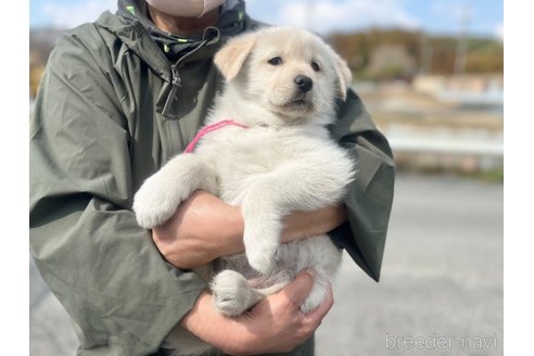 成約済の三重県のミックス犬-299239の5枚目