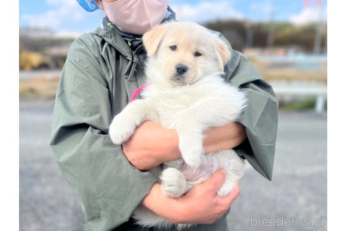 成約済の三重県のミックス犬-299239の4枚目