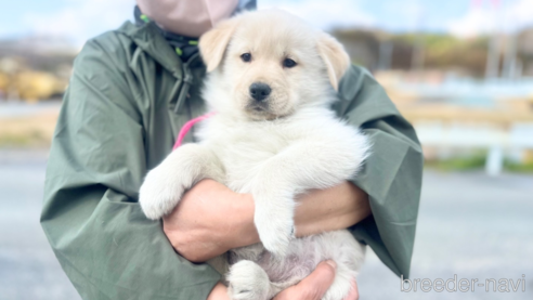 成約済の三重県のミックス犬-299239の1枚目