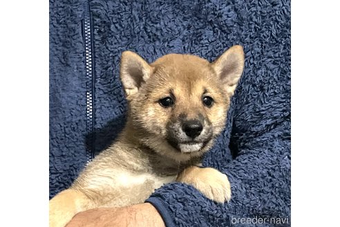 成約済の埼玉県の豆柴-293124の1枚目