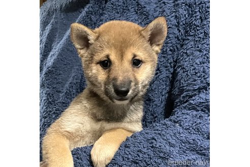 成約済の埼玉県の豆柴-293124の4枚目