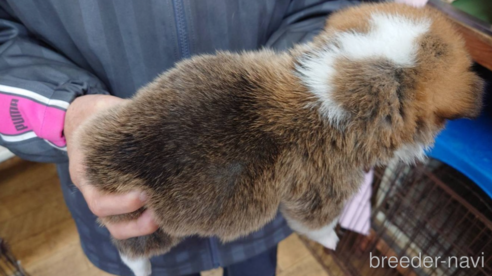 成約済の山口県のウェルシュコーギーペンブローク-297078の2枚目