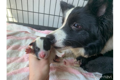 成約済の東京都のミックス犬-299324の9枚目