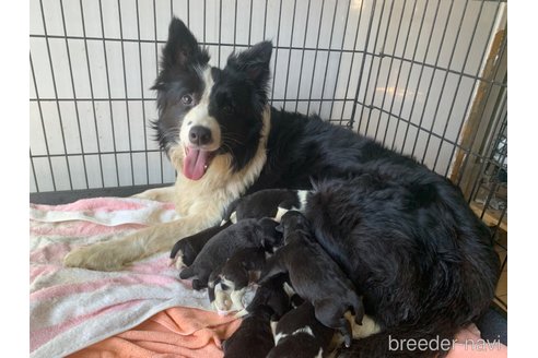 成約済の東京都のミックス犬-299324の10枚目