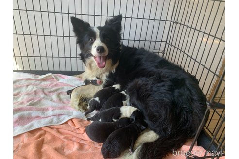 成約済の東京都のミックス犬-299324の11枚目