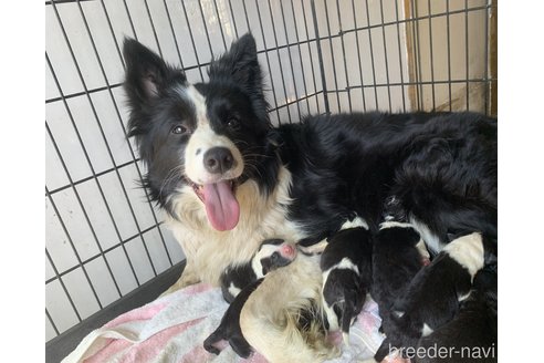 成約済の東京都のミックス犬-299324の8枚目