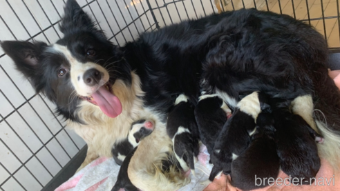 成約済の東京都のミックス犬-299324の1枚目
