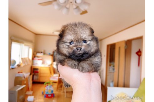 成約済の岐阜県のポメラニアン-299326の11枚目