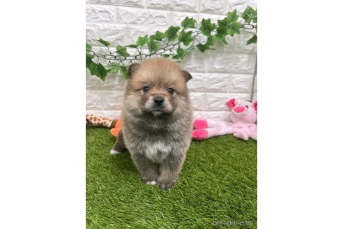 成約済の愛知県のミックス犬-299333の13枚目